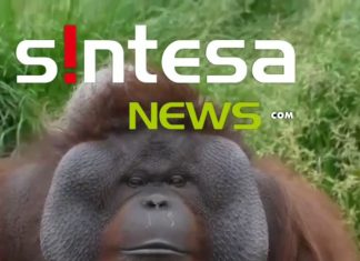 Orangutan Sumatera yang Lebih Cerdas dari Manusia